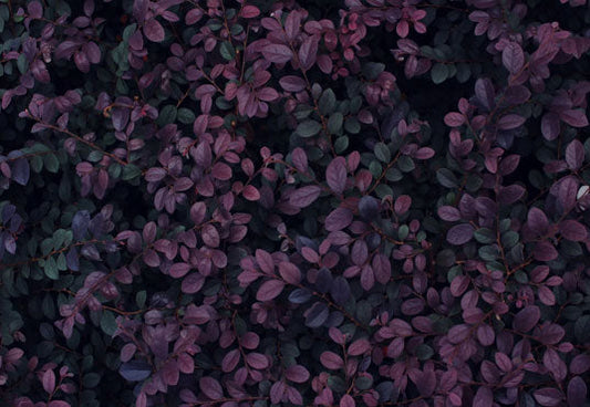 Toile de fond de feuilles de plantes tropicales de photographie de printemps