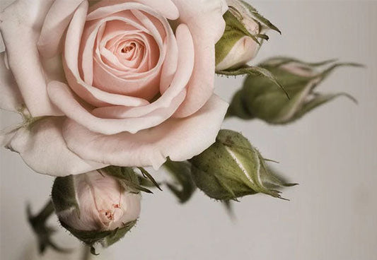 Toile de fond de fleurs et bourgeons roses pour la photographie de la fête des mères