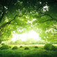 Toile de fond de vert grand arbre printemps feuilles vertes paysage d'herbe pour la photographie