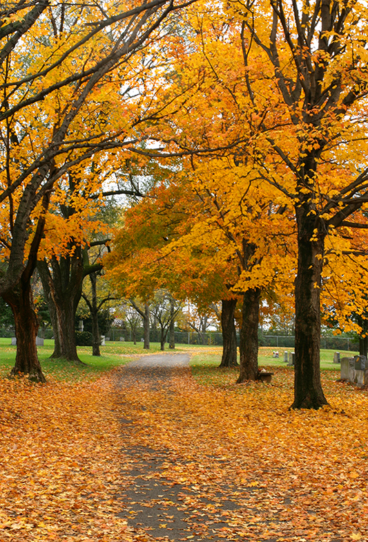 Toile de fond de feuilles de forêt de vue d'automne pour la photographie SBH0191