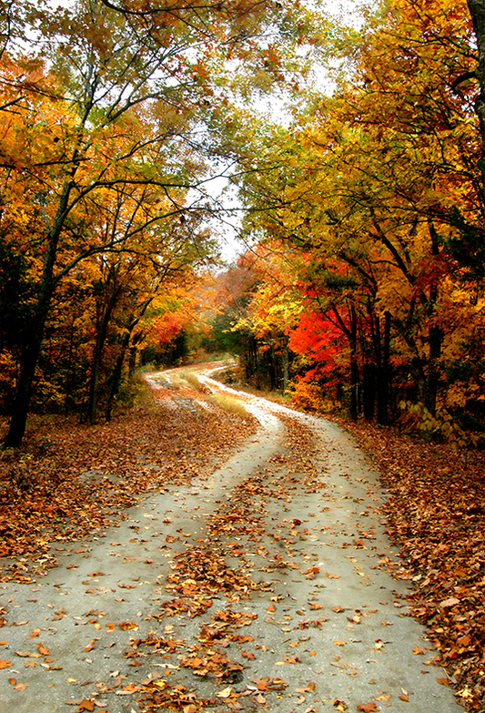 Toile de fond d'allée route dans le parc d'automne pour la photographie SBH0192