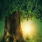 Toile de fond de conte de fées grand vieil arbre de soleil pour la photographie