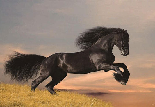 Toile de fond de photographie de prairie de cheval noir de dessin animé
