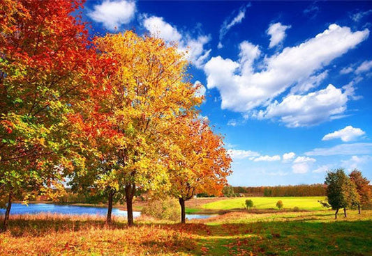 Toile de fond décors de photo de ciel bleu d'arbre d'érable rouge d'automne