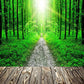 Toile de fond de route de la forêt verte et de soleil fond de photographie