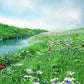 Toile de fond de fleurs d'herbe verte à côté du ruisseau photographie de paysage de printemps