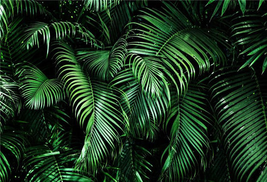 Toile de fond des feuilles tropicales vacances d'été de photographie