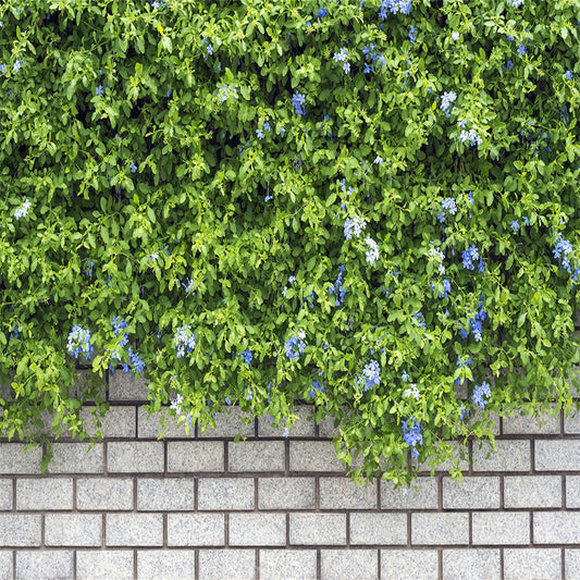 Toile de fond de printemps blanc brique vert arbre mur photographie