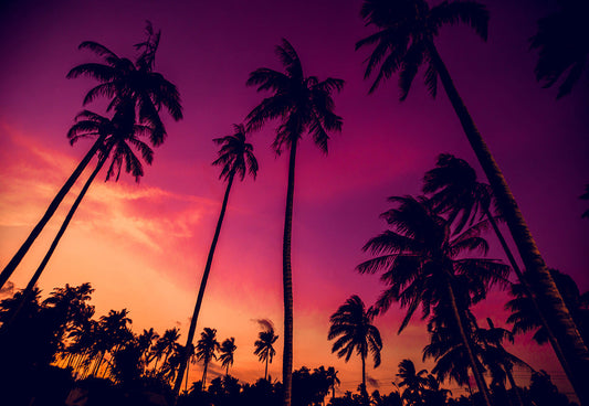 Toile de fond photo palmier coucher de soleil Hawaïen pour le studio photo KH06312