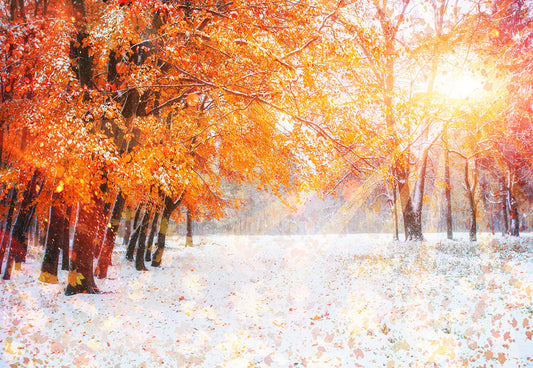 Toile de fond d'érable rouge neige lumière du soleil photographie fond d'hiver
