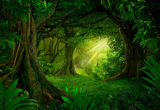 Toile de fond de photographie de forêt verte magique de forêt de printemps