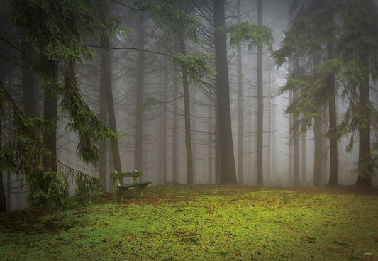 Toile de fond de forêt de brouillard de printemps vert