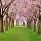 Toile de fond de cerisiers en fleurs pour la photographie de printemps SBH0358