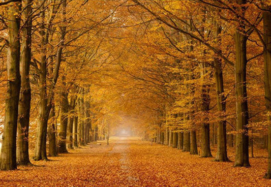 Toile de fond forêt d'automne couverte de feuilles jaunes tombées