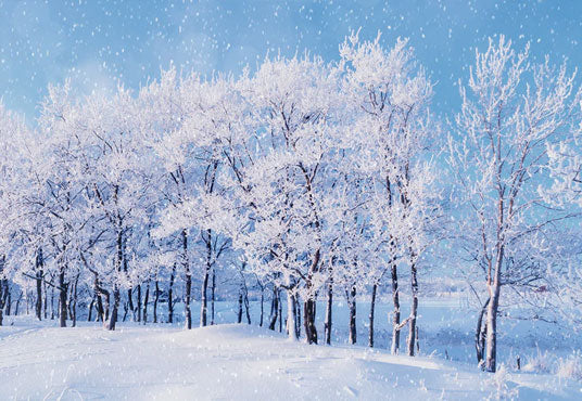 Toile de fond d'hiver blanc neige pays des merveilles arbre photographie