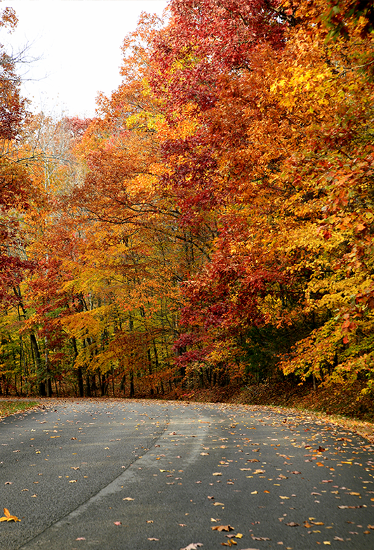 Toile de fond de la route à travers la forêt d'automne pour la photographie SBH0193