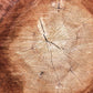 Toile de fond annuelle de grain de bois d'anneau pour le studio de photo de photographie SBH0004