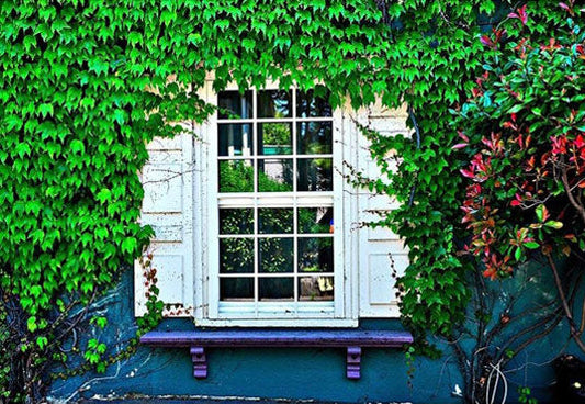 Toile de fond de fenêtre blanche avec nature feuillage feuilles photographie