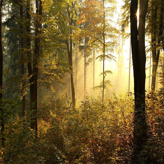 Toile de fond décors de lumière de la forêt recouverte de feuilles mortes