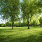 Toile de fond de photographie d'air clair d'arbre vert de printemps