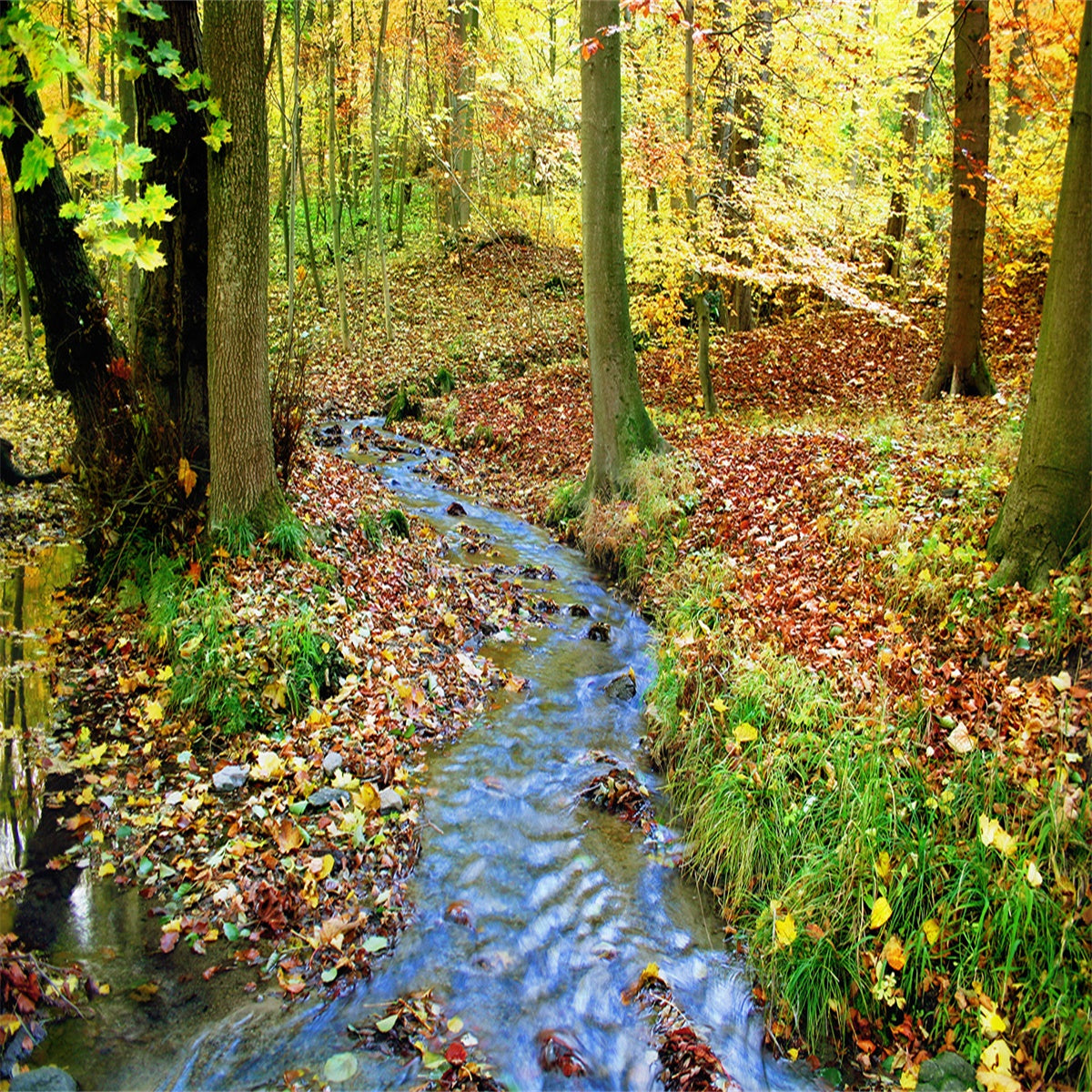 Toile de fond de photographie de ruisseau de forêt d'automne