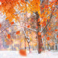 Toile de fond de photographie de neige d'hiver d'érable rouge pour les photos