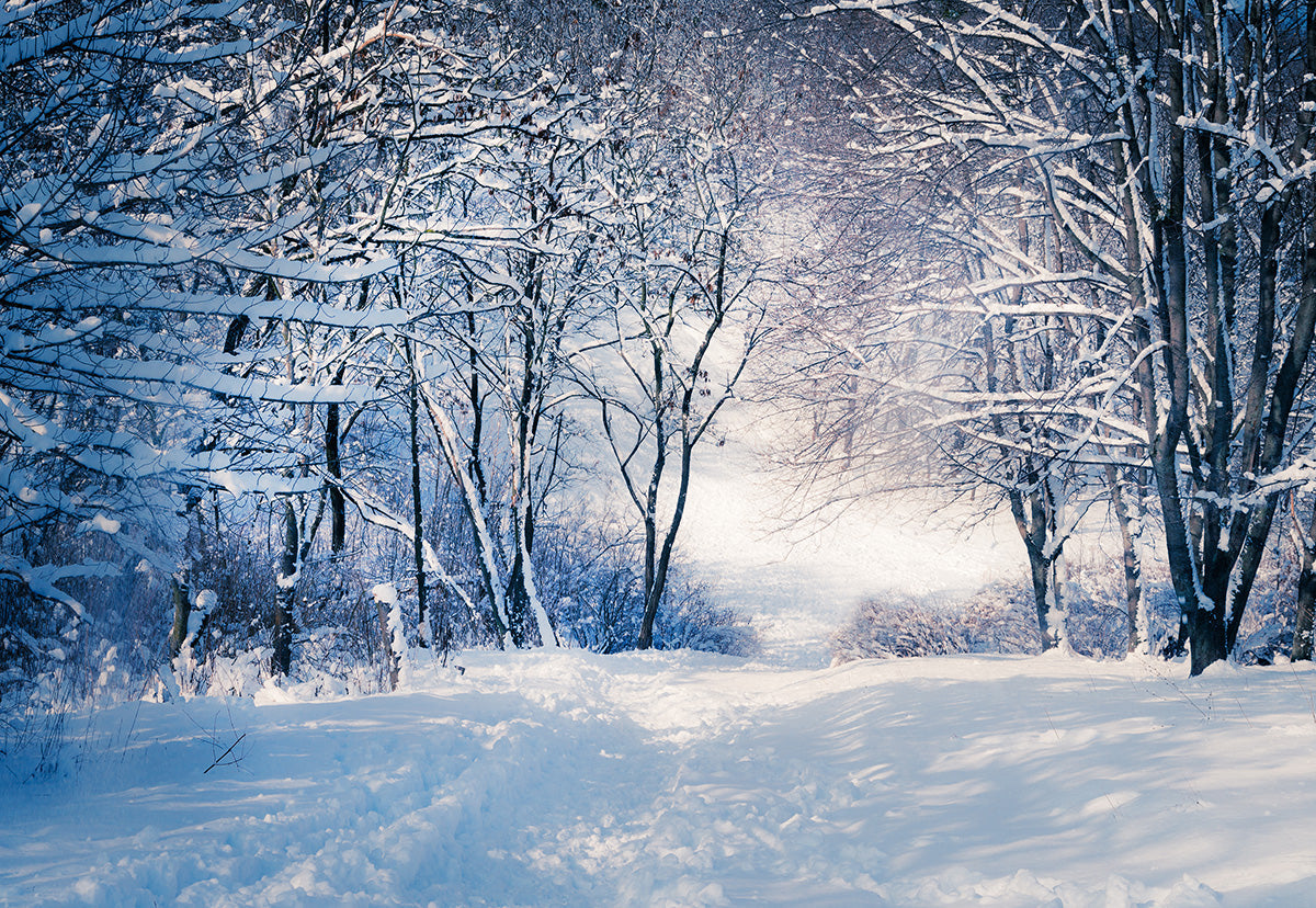 Toile de fond de photographie de forêt de neige blanche au pays des merveilles d'hiver