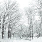 Toile de fond de branches de forêt de flocon de neige blanc de photographie d'hiver