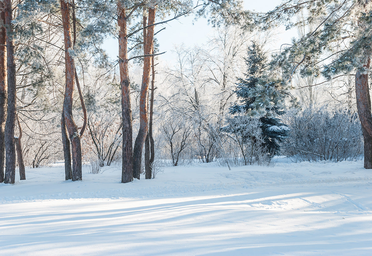 Toile de fond photo de neige de photographie de forêt d'hiver