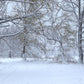 Toile de fond d'arbre de neige d'hiver pour la photographie