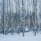 Toile de fond de photographie d'hiver de forêt de couverture de neige pour le studio