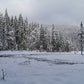 Toile de fond de photographie de forêt de pins de couverture de neige d'hiver