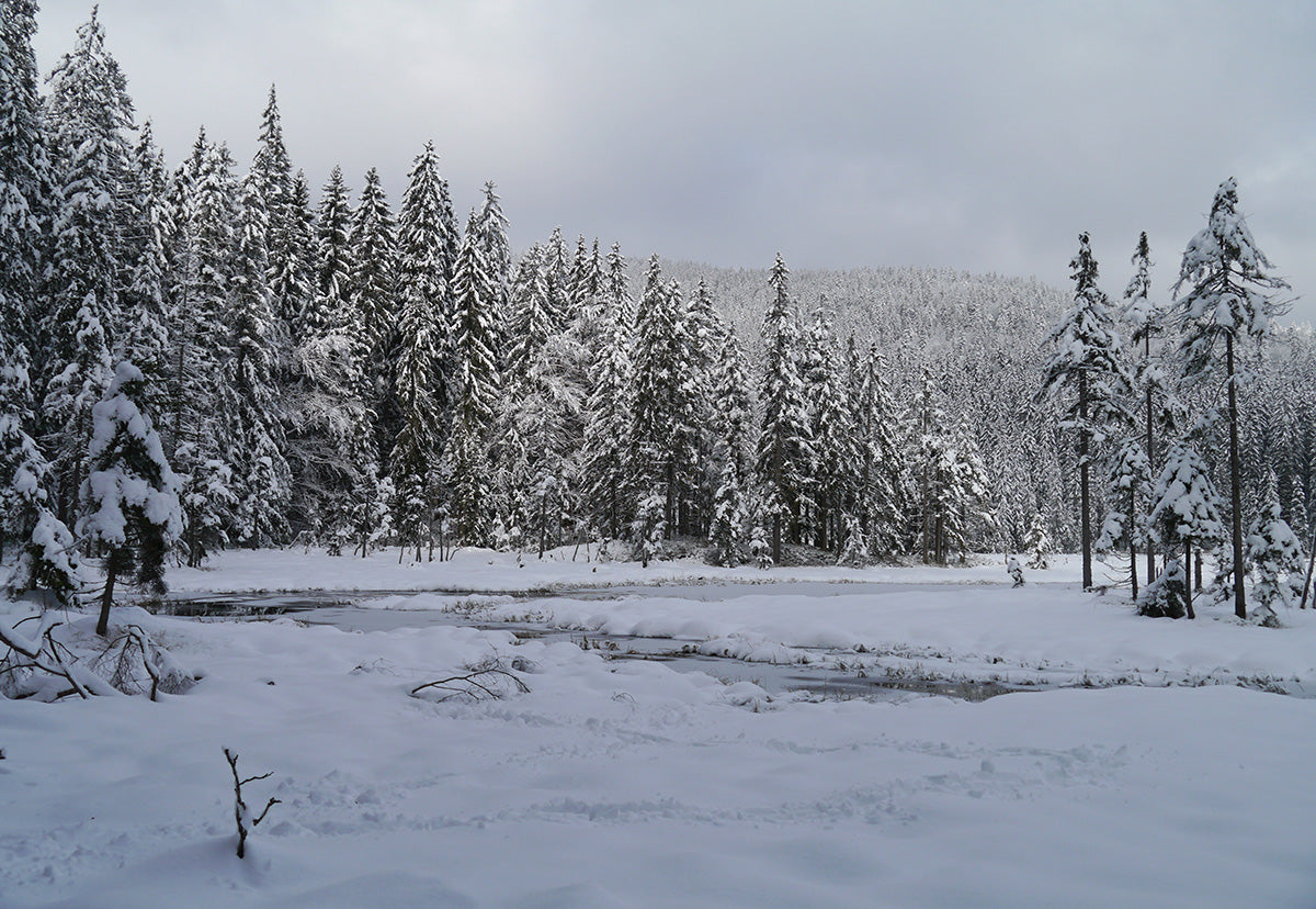 Toile de fond de photographie de forêt de pins de couverture de neige d'hiver
