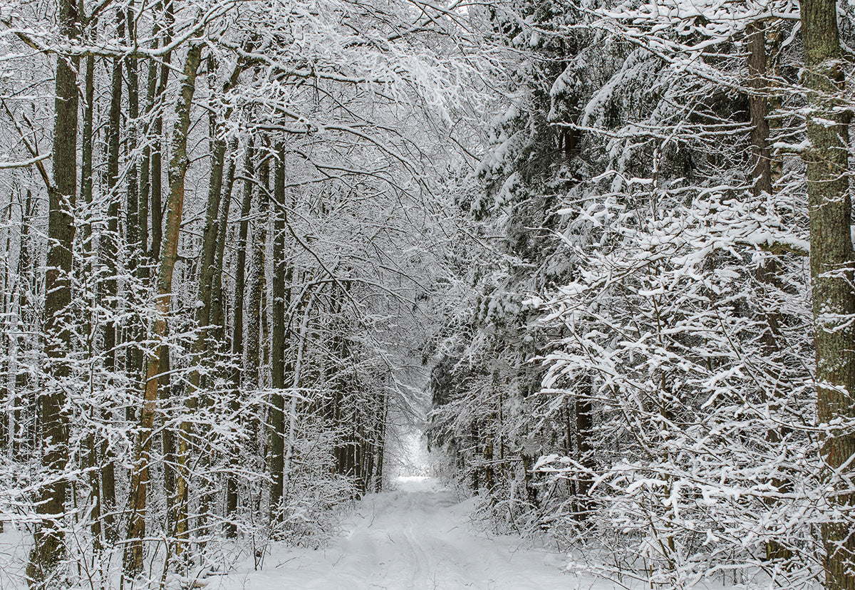 Toile de fond décors de photo de branches de neige de Noël pour l'hiver