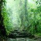 Toile de fond d'arbre vert de printemps de forêt tropicale pour la photographie