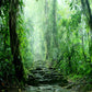 Toile de fond d'arbre vert de printemps de forêt tropicale pour la photographie