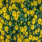Toile de fond de feuilles vertes fleurs jaunes décors naturels